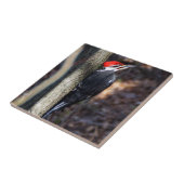 Gepileerde Woodpecker Ceramic Photo Tile Tegeltje (Zijkant)