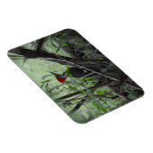 Gepileerde Woodpecker fotomagneet Magneet (Rechterzijde)