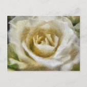Gepiliseerd Briefkaart van witte rozen (Voorkant)