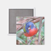 Gepilleerde bundelmagneet magneet (Voorkant / Achterkant)