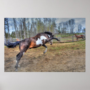 Gepironeerde Pinto Stallion Equine Action Foto Poster