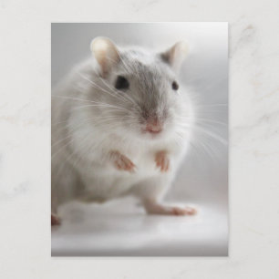 GEPLAATST OM U TE ontmoeten Briefkaart