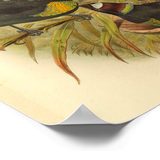 Geplakte vogels van de  druk Paradise Poster (Hoek)