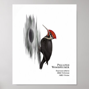 Gepleeerde specht, mannelijke vogel poster