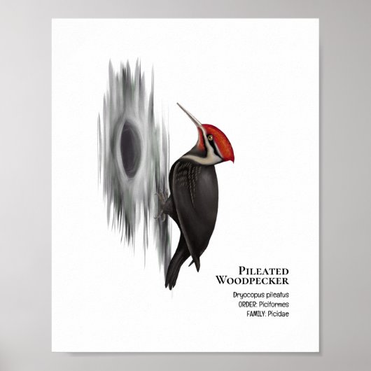 Gepleeerde specht, mannelijke vogel poster (Voorkant)