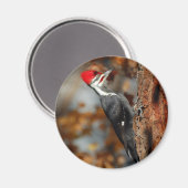 Geplooide specht magneet (Voorkant / Achterkant)