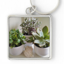 Gepoot Succulent met Seashell