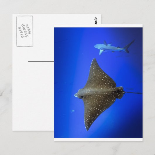Gepootte adelrog en rif haai onder water briefkaart (Voorkant / Achterkant)