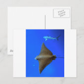 Gepootte adelrog en rif haai onder water briefkaart (Voorkant / Achterkant)