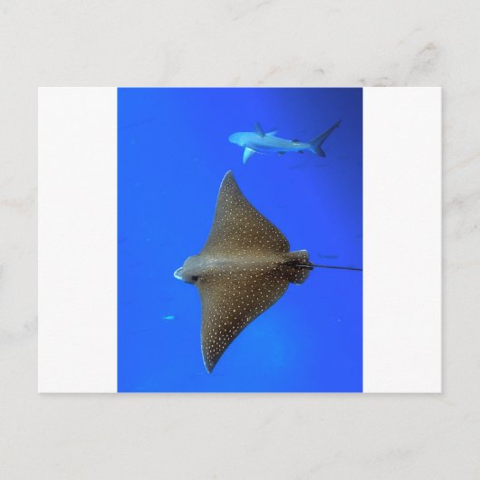 Gepootte adelrog en rif haai onder water briefkaart (Voorkant)