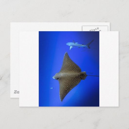 Gepootte adelrog en rif haai onder water briefkaart (Voorkant / Achterkant)