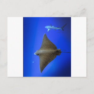 Gepootte adelrog en rif haai onder water briefkaart
