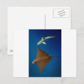 Gepootte adelrog en rifhaai onderwater briefkaart (Voorkant / Achterkant)