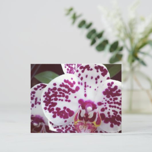 Gepootte orchidee Briefkaart (Staand voorkant)