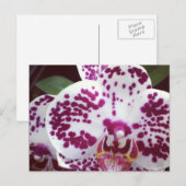 Gepootte orchidee Briefkaart (Voorkant / Achterkant)