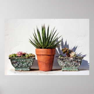 Gepootte Succulenten Poster