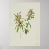 Gepotte bijenbalm (Monarda punctata) Poster (Voorkant)