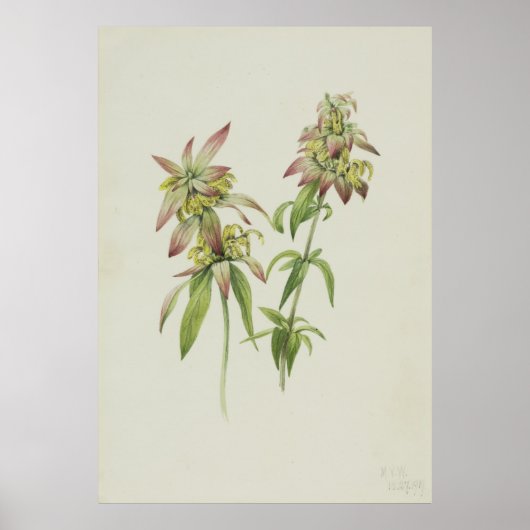 Gepotte bijenbalm (Monarda punctata) Poster (Voorkant)