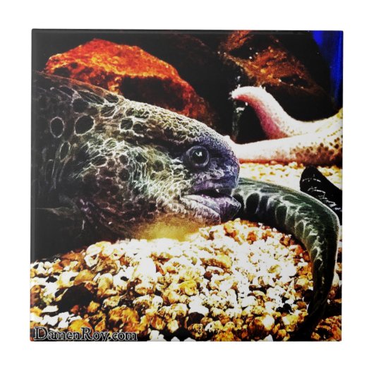 Gepotte el tegeltje (Voorkant)