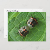 Gepotte inktbugs ~ briefkaart (Voorkant / Achterkant)