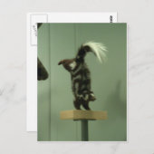 Gepotte kunk; museumtentoonstelling briefkaart (Voorkant / Achterkant)