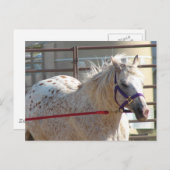 Gepotte Pony Briefkaart (Voorkant / Achterkant)