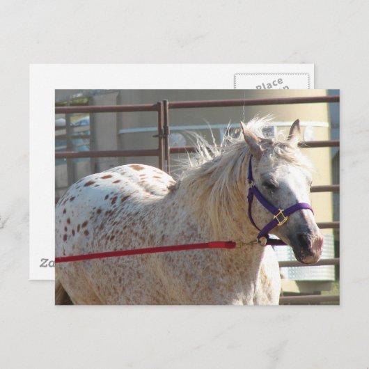 Gepotte Pony Briefkaart (Voorkant / Achterkant)