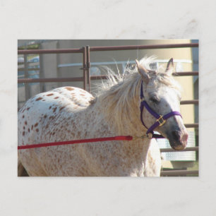 Gepotte Pony Briefkaart