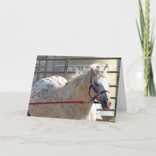 Gepotte Pony Kaart