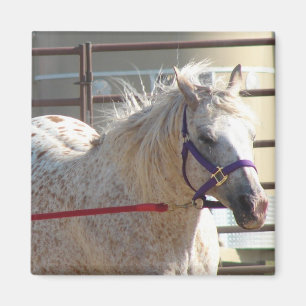 Gepotte Pony Magneet