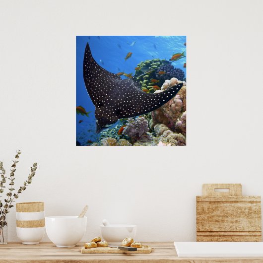 Gepotte Ray Poster (Keuken)