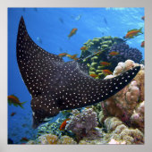 Gepotte Ray Poster (Voorkant)