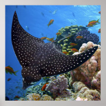 Gepotte Ray
