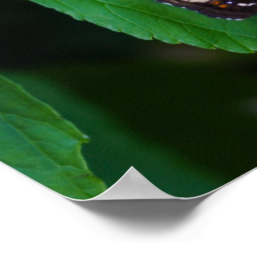 gepotte vlinder poster (Hoek)