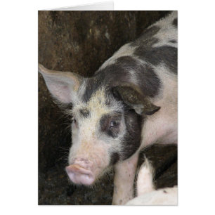 Gepotteerde HOG Alle keren