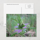 Gepotteerde paardenpest, M. punctata Briefkaart (Voorkant / Achterkant)