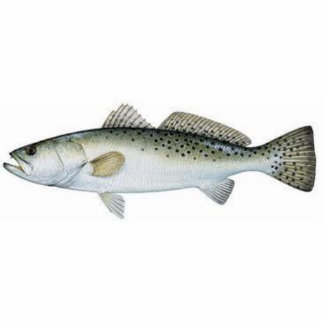 Gepotteerde zeeforel fotobeeldje magneet