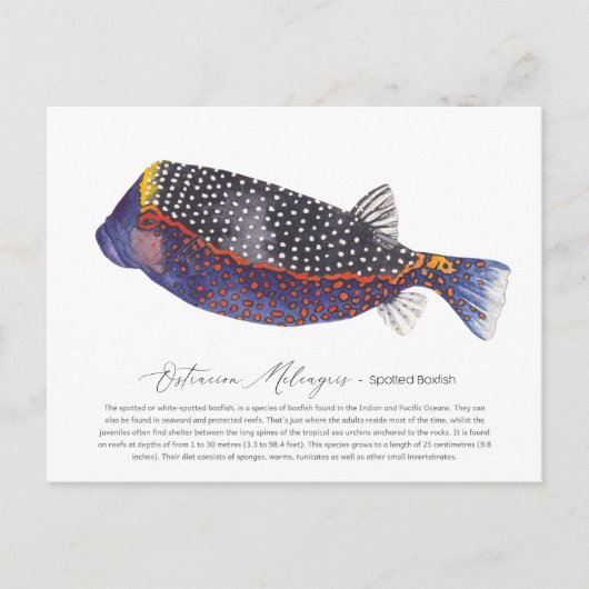 Gepotten Boxfish Feestdagenkaart (Voorkant)