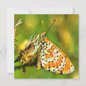 Geppotte Fritillary Oranje and White Butterfly Kaart (Voorkant)