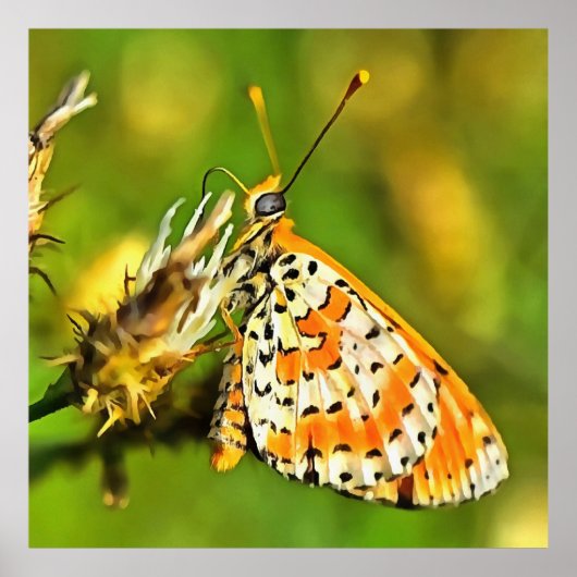 Geppotte Fritillary Oranje and White Butterfly Poster (Voorkant)