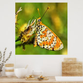 Geppotte Fritillary Oranje and White Butterfly Poster (Keuken)