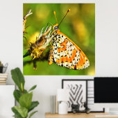 Geppotte Fritillary Oranje and White Butterfly Poster (Thuiskantoor)