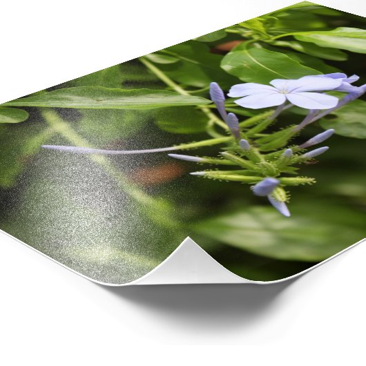 Geprenkte ventilator foto afdruk (Hoek)