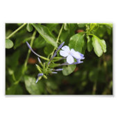 Geprenkte ventilator foto afdruk (Voorkant)