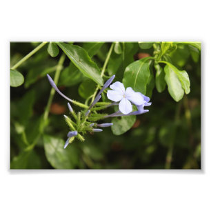 Geprenkte ventilator foto afdruk