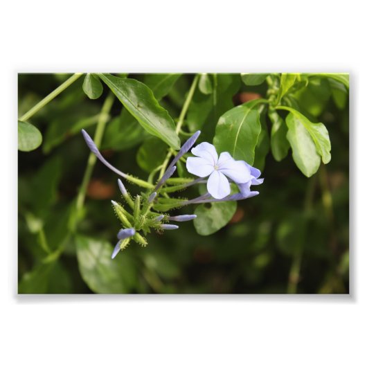 Geprenkte ventilator foto afdruk (Voorkant)