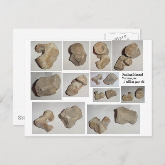 GEPUSILIZEERDE MAMMAL VERTEBRA BRIEFKAART (Voorkant / Achterkant)