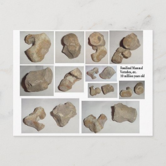 GEPUSILIZEERDE MAMMAL VERTEBRA BRIEFKAART (Voorkant)