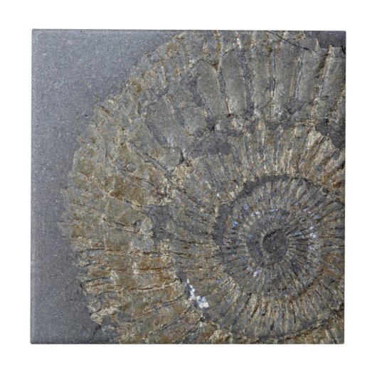 gepyritiseerde ammoniet tegeltje (Voorkant)