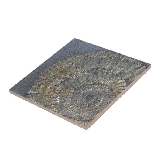 gepyritiseerde ammoniet tegeltje (Zijkant)